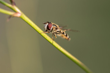 Fly with red eyes on green background