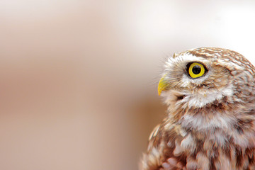 Little owl
