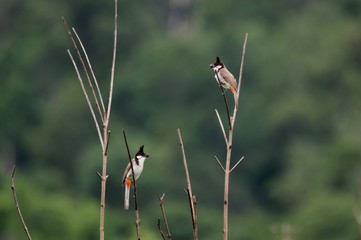 Red-whiskered Bulbuls holding fruits in their mouth