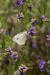 The small white butterfly on lavender