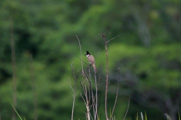 Red-whiskered Bulbuls holding fruits in their mouth