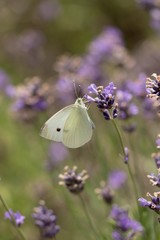 White butterfly on violet flowers