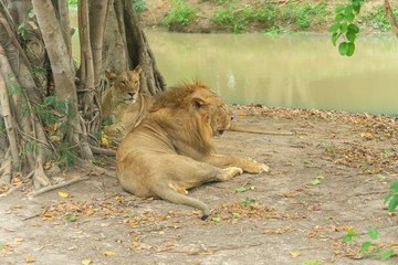 A couple of elder lion rest under the tree.