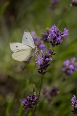 White butterfly flying on lavender