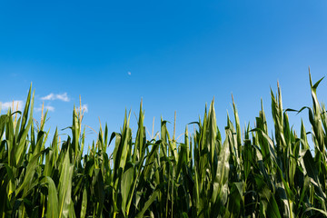 Corn (maize) field against blue sky in summer.