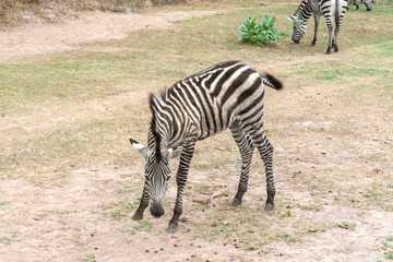Zebra eating grass at the park.