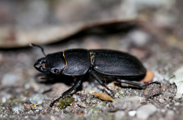 Macro eines schwarzen Käfer