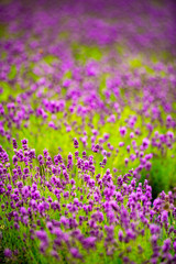 Naklejka premium ハーブ、ラベンダーが薫り高く美しい