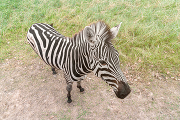 Zebra eating grass at the park.