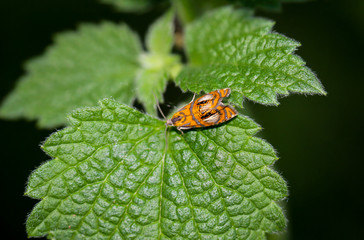 Insect, Falter auf einem Blatt