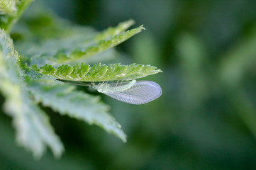 eine Florfliege an eine Pflanze