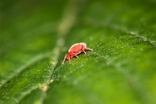 Allothrombium spec. / Samtmilbe