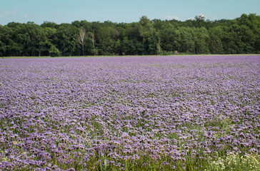 Feld mit Lila Blüten, Blau-violett Phacelia