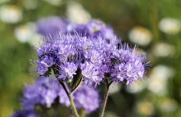 Blau-violett Phacelia
