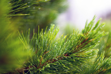 drops of dew on the bright branches of pine needles