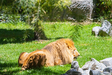 Lion resting in the meadow