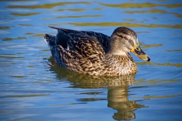 Female mallard duck with reflection at sunset