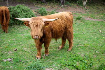 Rinder auf einer Koppel