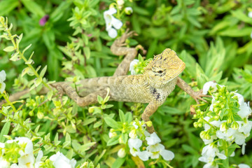 Lizard on the flower plants.