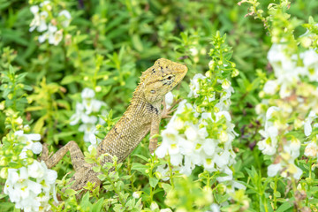 Lizard on the flower plants.