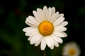 Fototapeta premium Single (one) Daisy flower in close-up (macro)