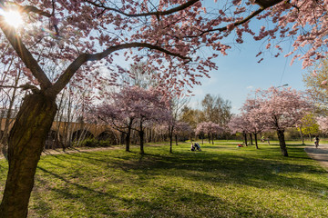 Obraz premium Kirschblüte in kleinem Stadtpark in Berlin