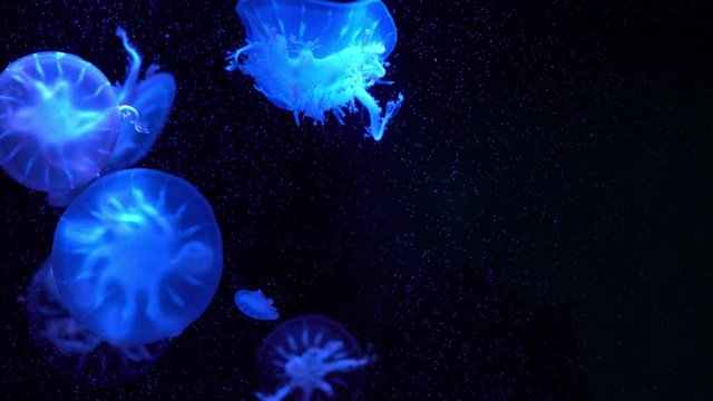 upside down jellyfish floating in water