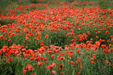 interessantes Mohnblumenfeld im Sommer