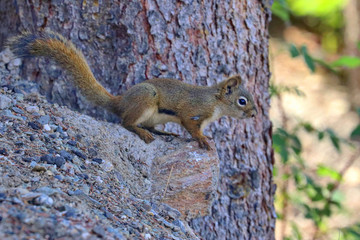 Denali National Park Alaska USA
