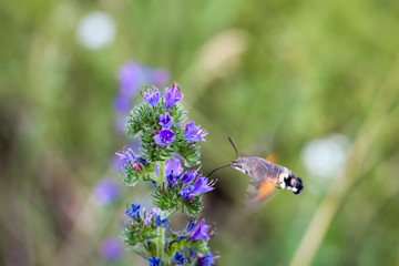 Taubenschwanz fliegt Blüten an