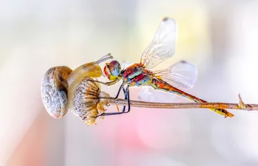 Gardinen Macro shots, Beautiful nature scene dragonfly.  © blackdiamond67