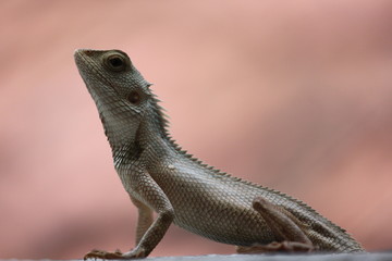 Lizard on the wall in home