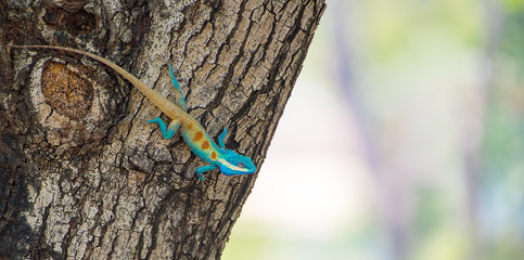 Close-up detail of blue chameleon head on the trees, A large species of chameleon in Thailand. changing color lizard, Iguana head-Image