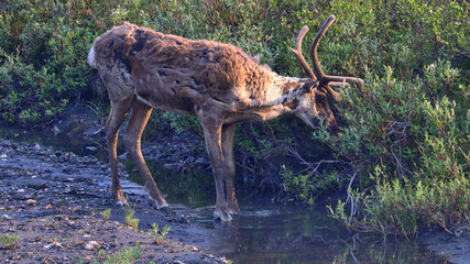 Denali National Park Alaska USA