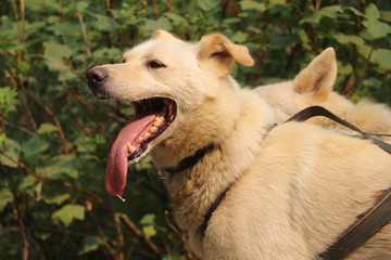 Denali National Park Alaska USA