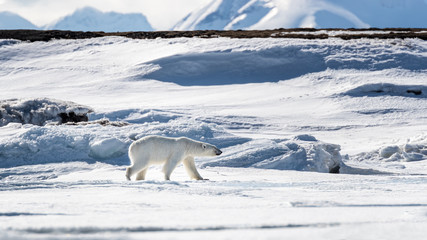 Obraz na płótnie Canvas Young adult female polar bear walks across the snow and ice of Svalbard