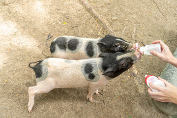 Feeding piglets with bottle of milk.