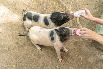 Feeding piglets with bottle of milk.