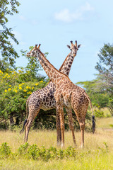 2 intertwined Giraffe in game reserve wildlife