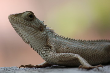 Lizard on the wall in home