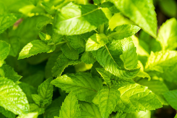Fototapeta na wymiar Green mint leaves in garden summer outdoor.