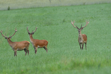 Naklejka na ściany i meble herd of deer with antlers running down the meadow towards the forest
