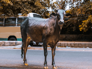 dark brown cow on the road of New Delhi in India