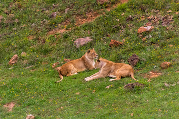 Fototapeta na wymiar some lions resting in their enclosure above the green grass