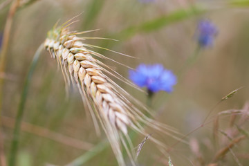 Closeup of cereal grain. Plant background.