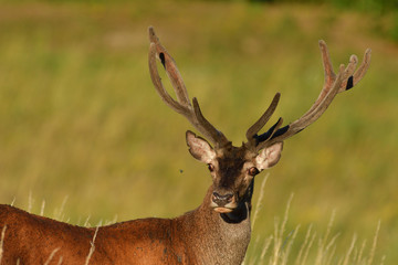 portrait of a head deer with antlers on a meadow in spring