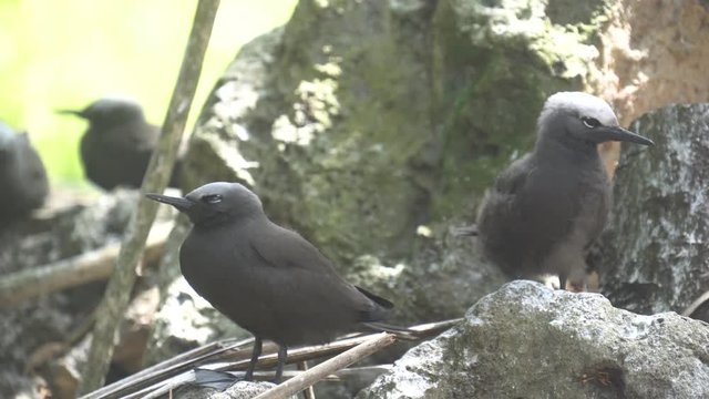 Stupid grey tern in the wild 1