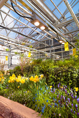 Flowers in green house. Floral bouquet shop. Blooming plants and multi color flowers inside a garden center