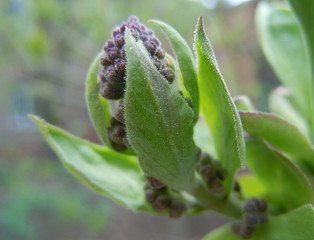 caterpillar on a leaf lilac Syrínga