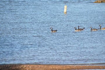 View of Lake Texoma in the Summer